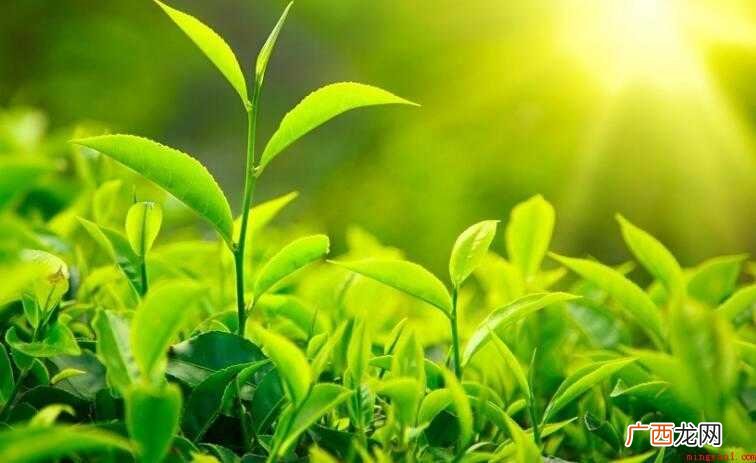茶叶分类的依据是什么