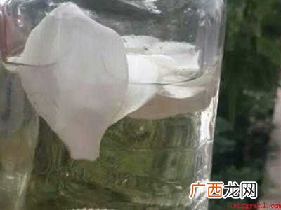 栀子花茶怎么做