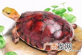 养龟穷一生是真的吗 老一辈说年轻人不要养龟