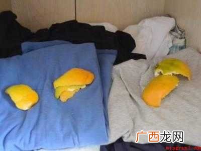 怎么防蟑螂