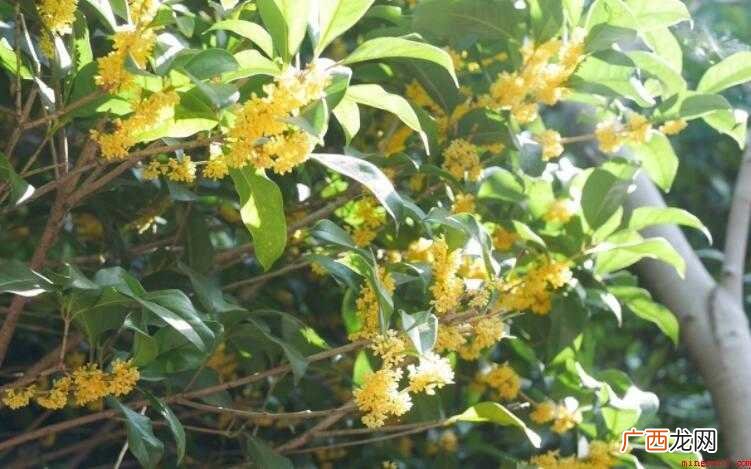 桂花的花语是什么