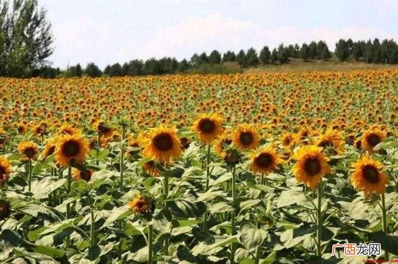 竞相开放的意思是什么