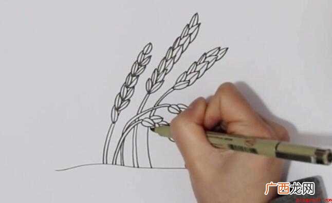 水稻简笔画怎么画 简单的稻谷就画出来了 水稻简笔画怎么画
