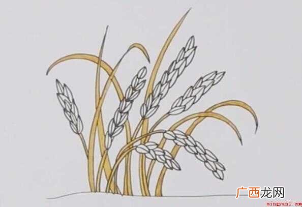 水稻简笔画怎么画 简单的稻谷就画出来了 水稻简笔画怎么画
