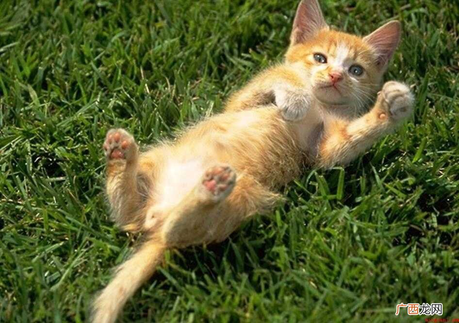 《猫》的教学反思怎么写