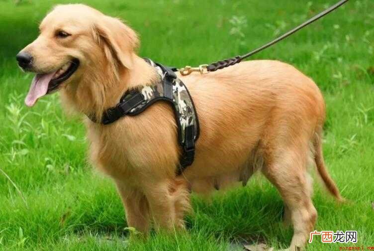 狗和犬的区别是什么