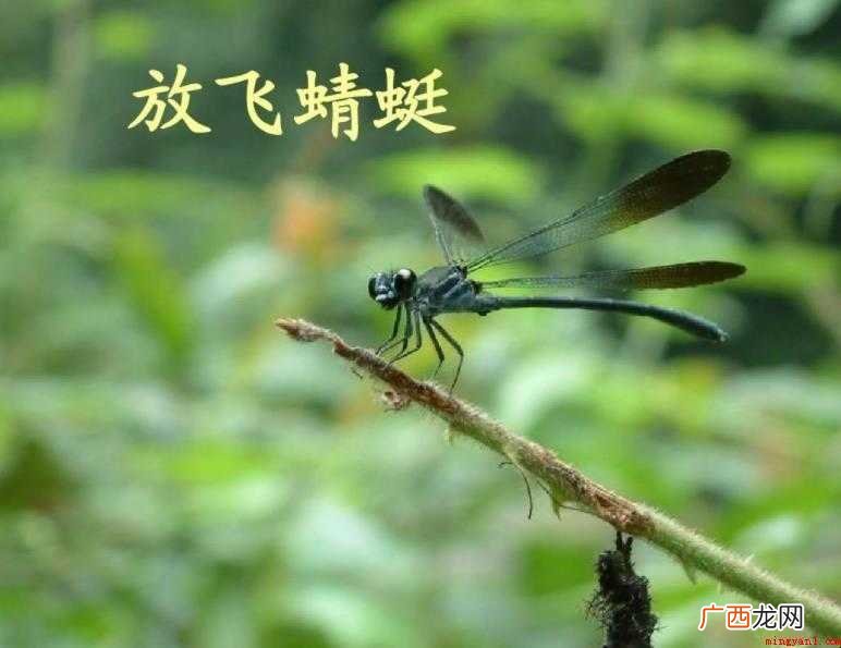 蜻蜓的蜓组词有哪些