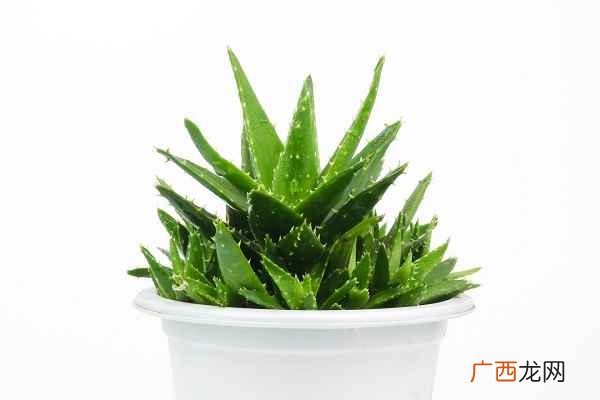 芦荟的药用价值