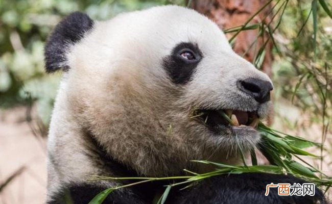 ?民众凌晨在北京动物园门口等丫丫 国人对丫丫有多爱？