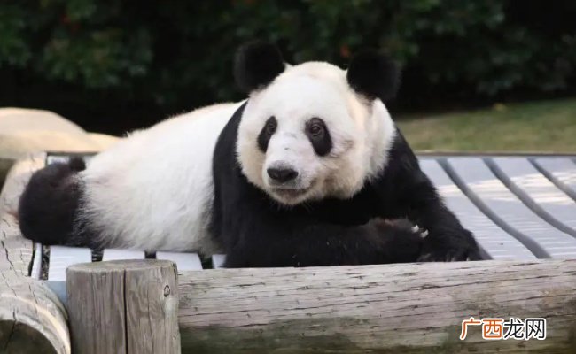 ?民众凌晨在北京动物园门口等丫丫 国人对丫丫有多爱？