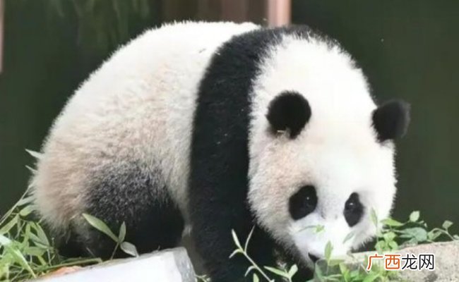 ?民众凌晨在北京动物园门口等丫丫 国人对丫丫有多爱？