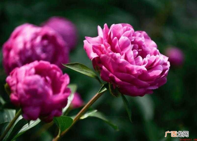 芍药花花语是什么