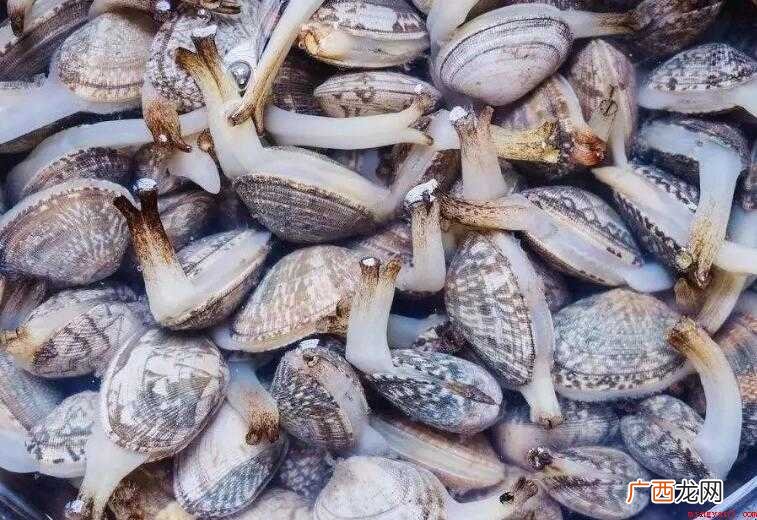 贝类海鲜有哪些