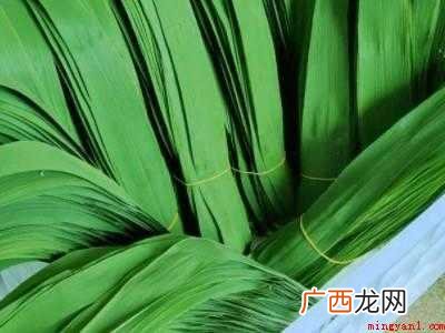 自己摘的芦苇叶怎么处理