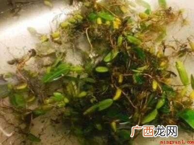 石橄榄怎么清洗