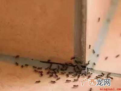 蚂蚁怎么驱赶