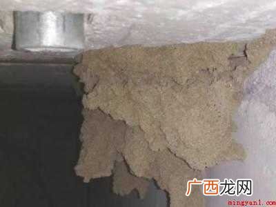 家里发现有几只白蚁怎么办