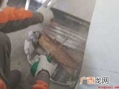 家里发现有几只白蚁怎么办