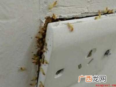 家里发现有几只白蚁怎么办