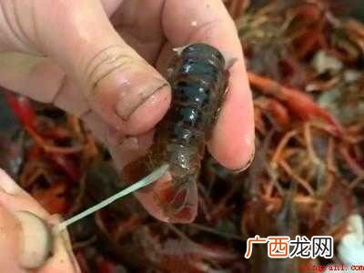 夏天的龙虾怎么保存到冬天吃