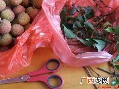 荔枝冻怎么做
