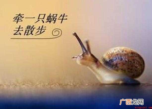 《牵一只蜗牛去散步》读后感怎么写