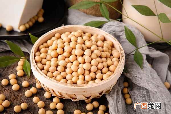 黄豆和毛豆是不是一种东西