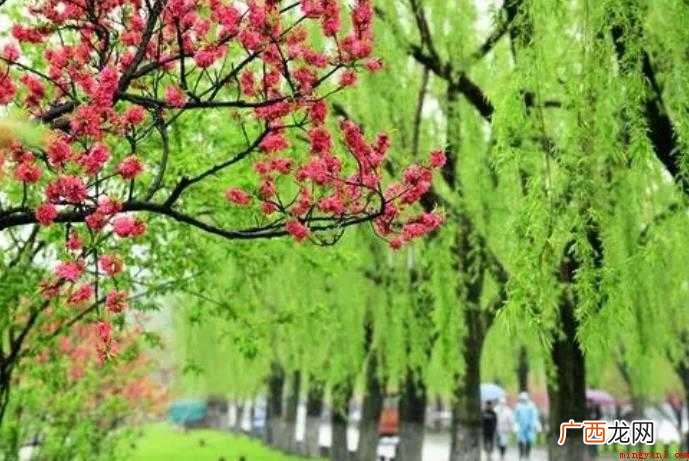 关于桃红柳绿是什么意思 桃红柳绿是什么意思