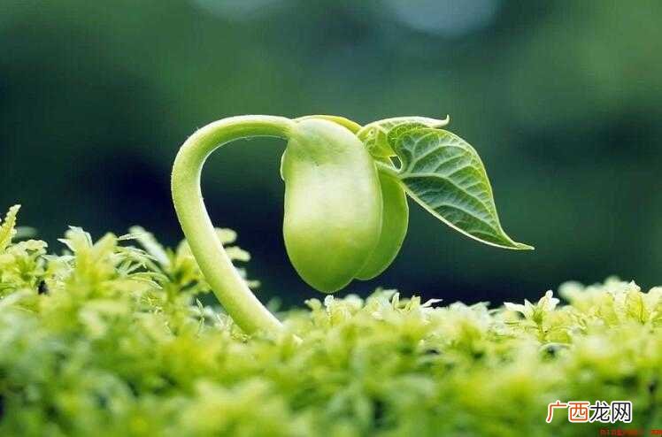 勃勃生机的意思是什么
