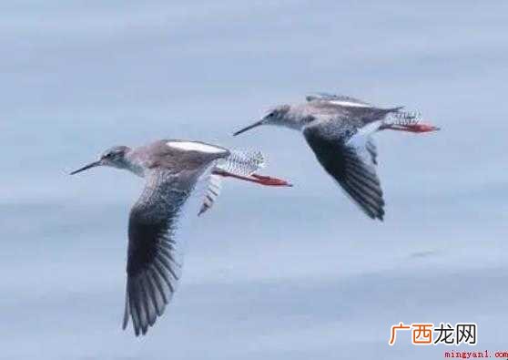 双宿双飞是什么意思
