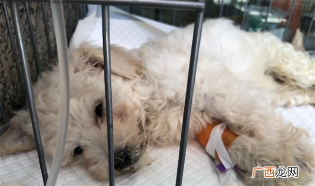 犬瘟第几天是最危险的 犬瘟有哪些症状
