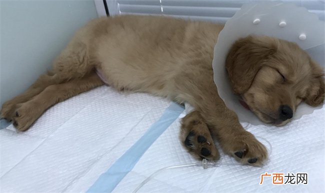 犬瘟第几天是最危险的 犬瘟有哪些症状
