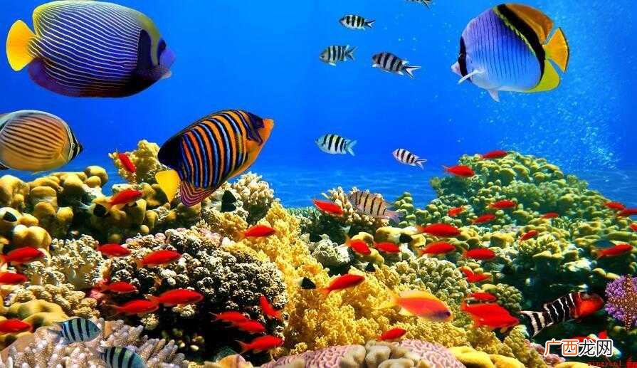 海底世界手抄报 箱形水母在此次十大最危险海洋动物评比