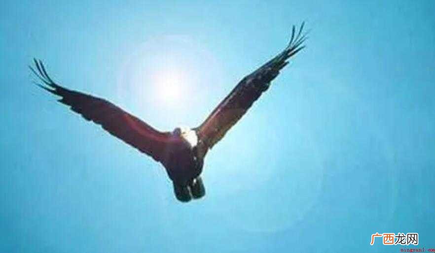 《飞得更高》的歌词是什么