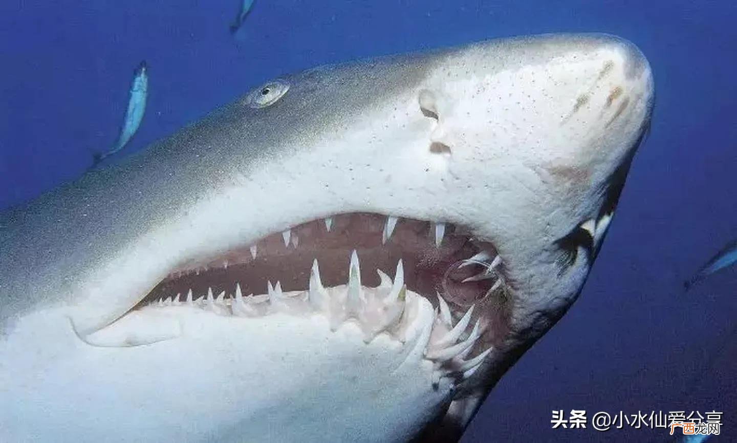 鲨鱼一生要换3万颗牙齿 鲨鱼一生换多少颗牙齿图片