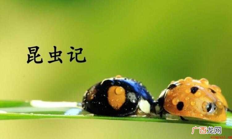 一 《昆虫记》读后感范文 《昆虫记》读后感怎么写