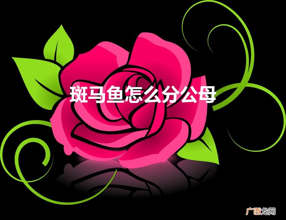 斑马鱼性别鉴定方法 斑马鱼怎么分公母