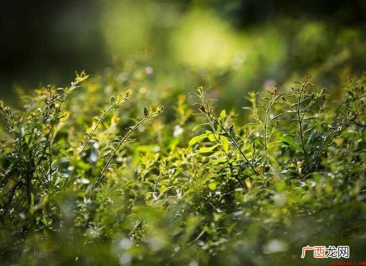 心静自然凉的唯美句子有哪些