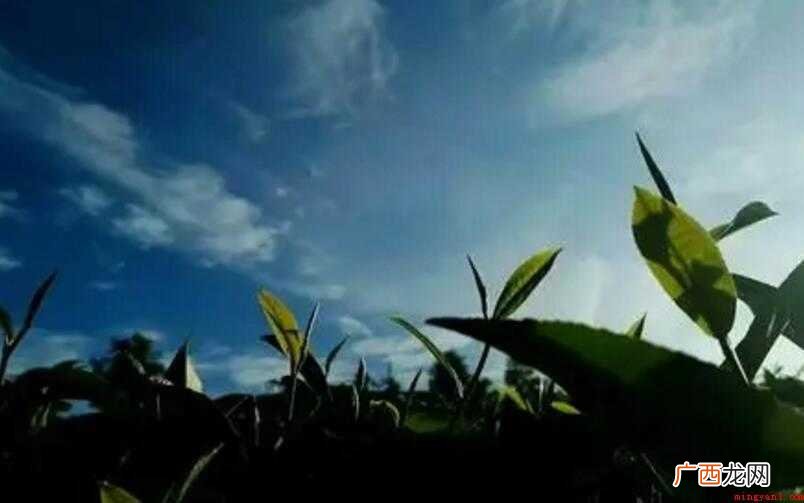 从容不迫的反义词有哪些