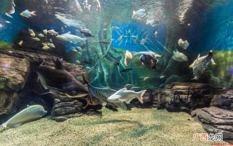 上海海底世界在哪里