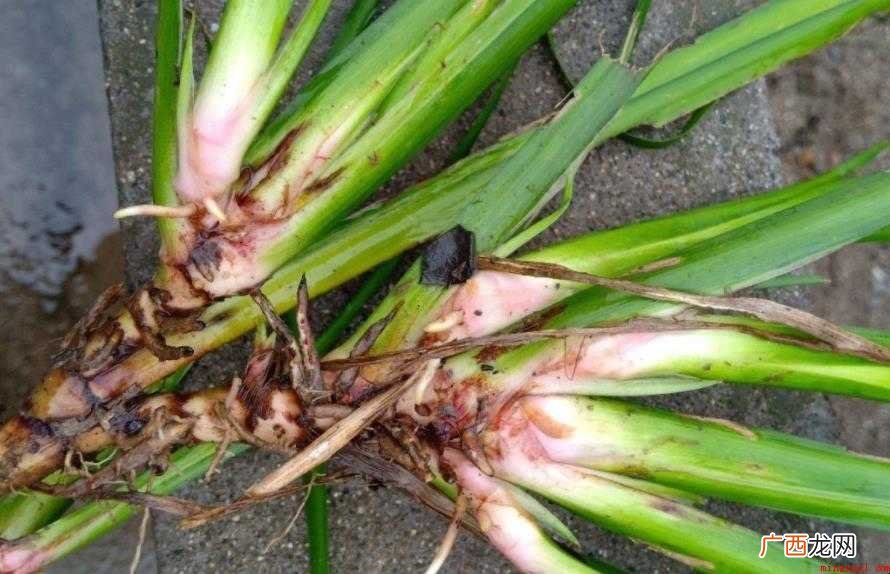 石菖蒲形态特征是什么