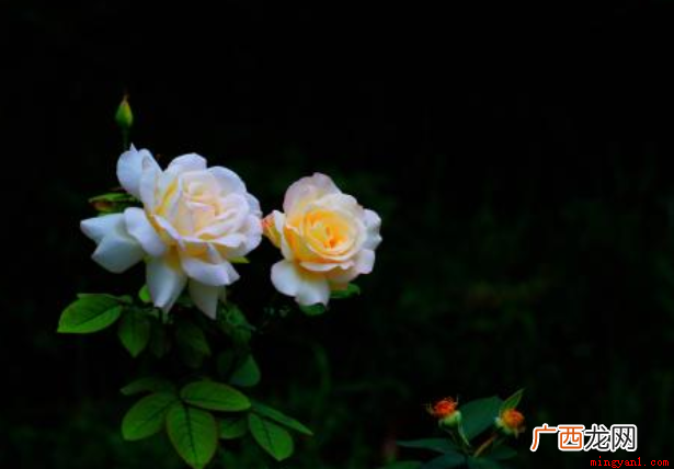 生如夏花的意思是指生命要像夏季的花朵那般绚烂夺目,努力去盛开