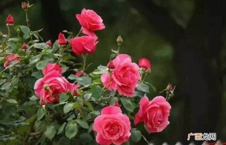 月季花花语是什么 幸福的花语含义 月季花花语是什么