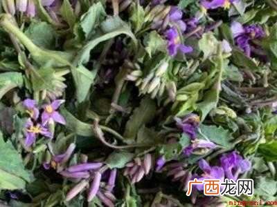 二月兰花怎么吃