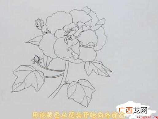 芙蓉花简笔画画法步骤教程 芙蓉花简笔画怎么画