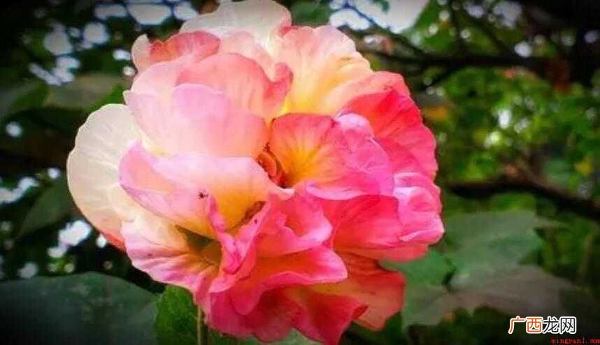 芙蓉花简笔画画法步骤教程 芙蓉花简笔画怎么画