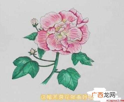 芙蓉花简笔画画法步骤教程 芙蓉花简笔画怎么画