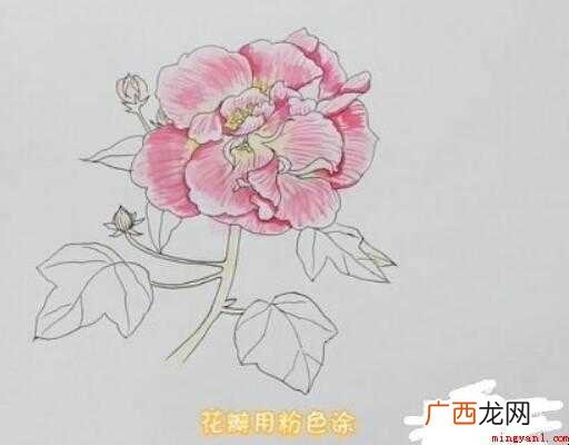 芙蓉花简笔画画法步骤教程 芙蓉花简笔画怎么画