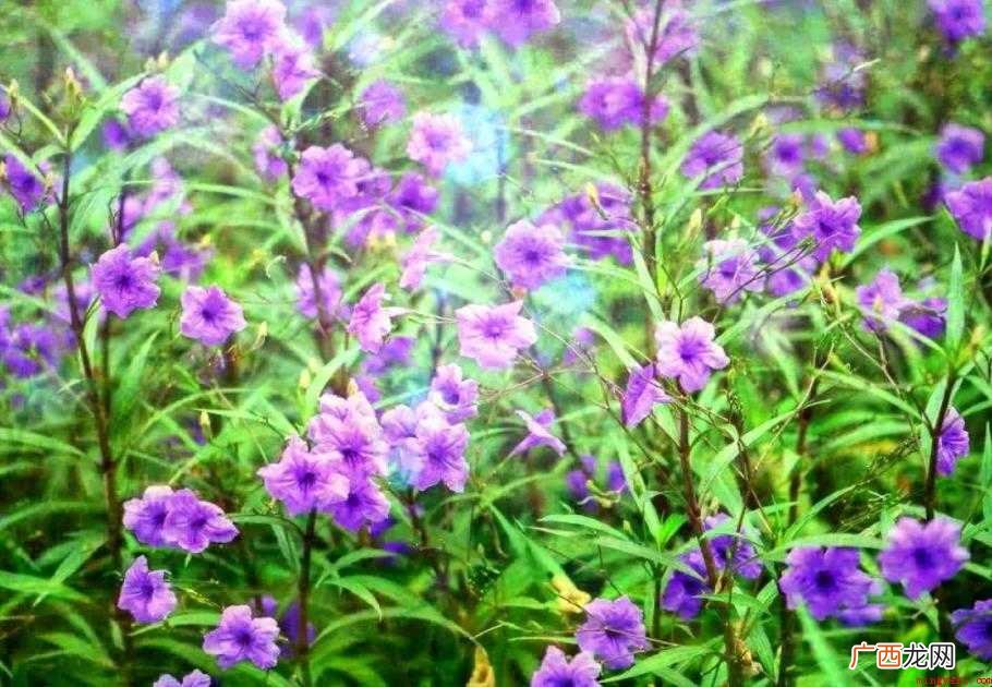 《兰花草》创作背景是什么