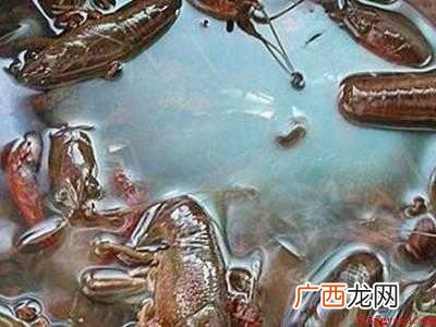 自己做小龙虾怎么清洗